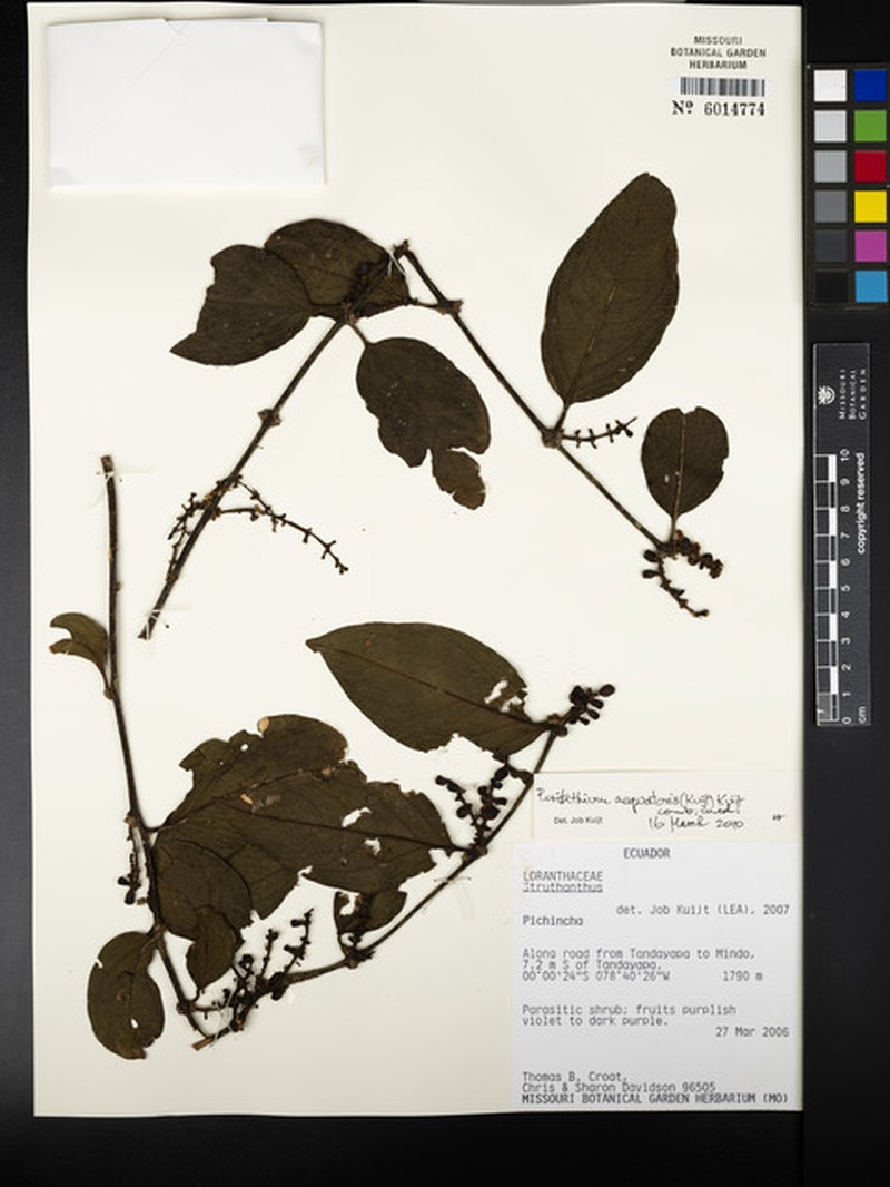 Peristethium aequatoris