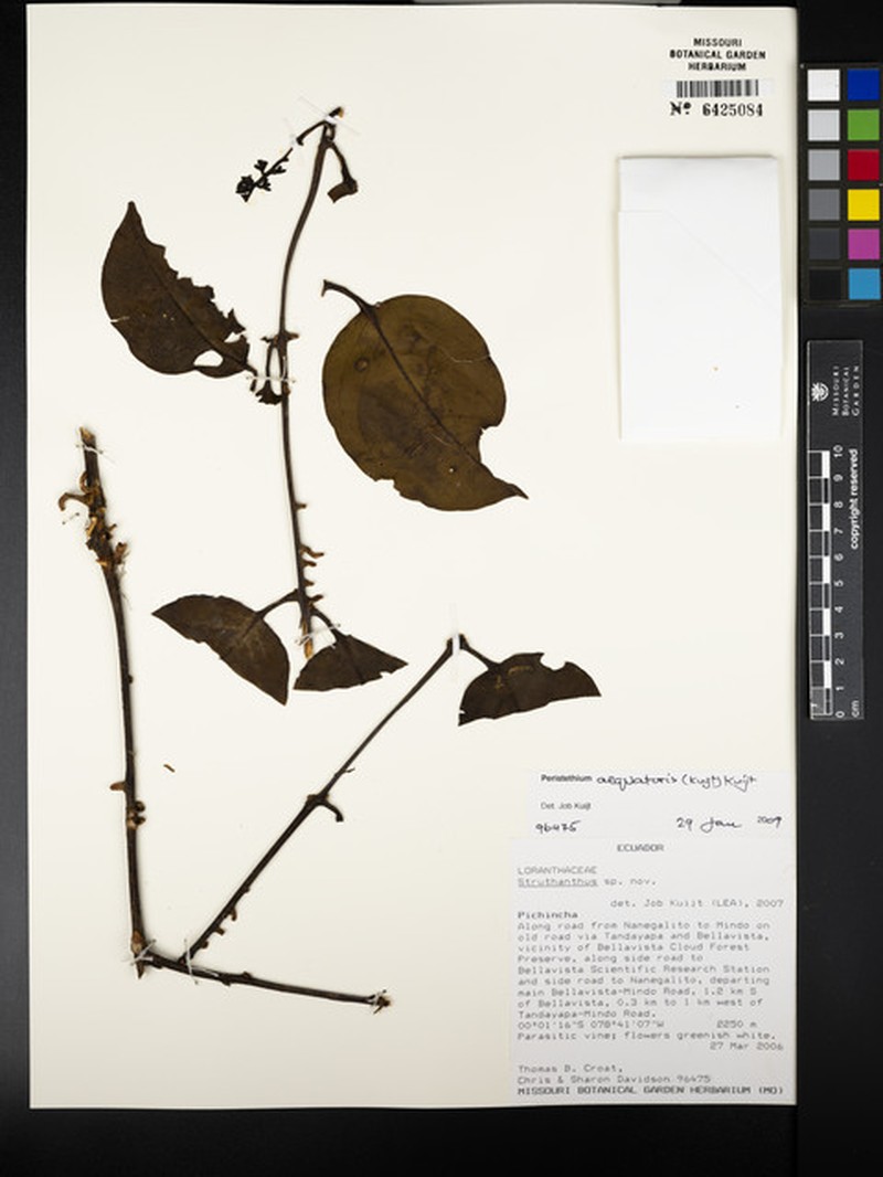 Peristethium aequatoris photo 2