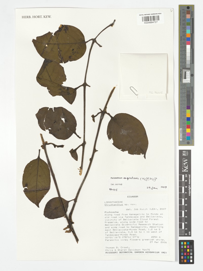 Peristethium aequatoris photo 3