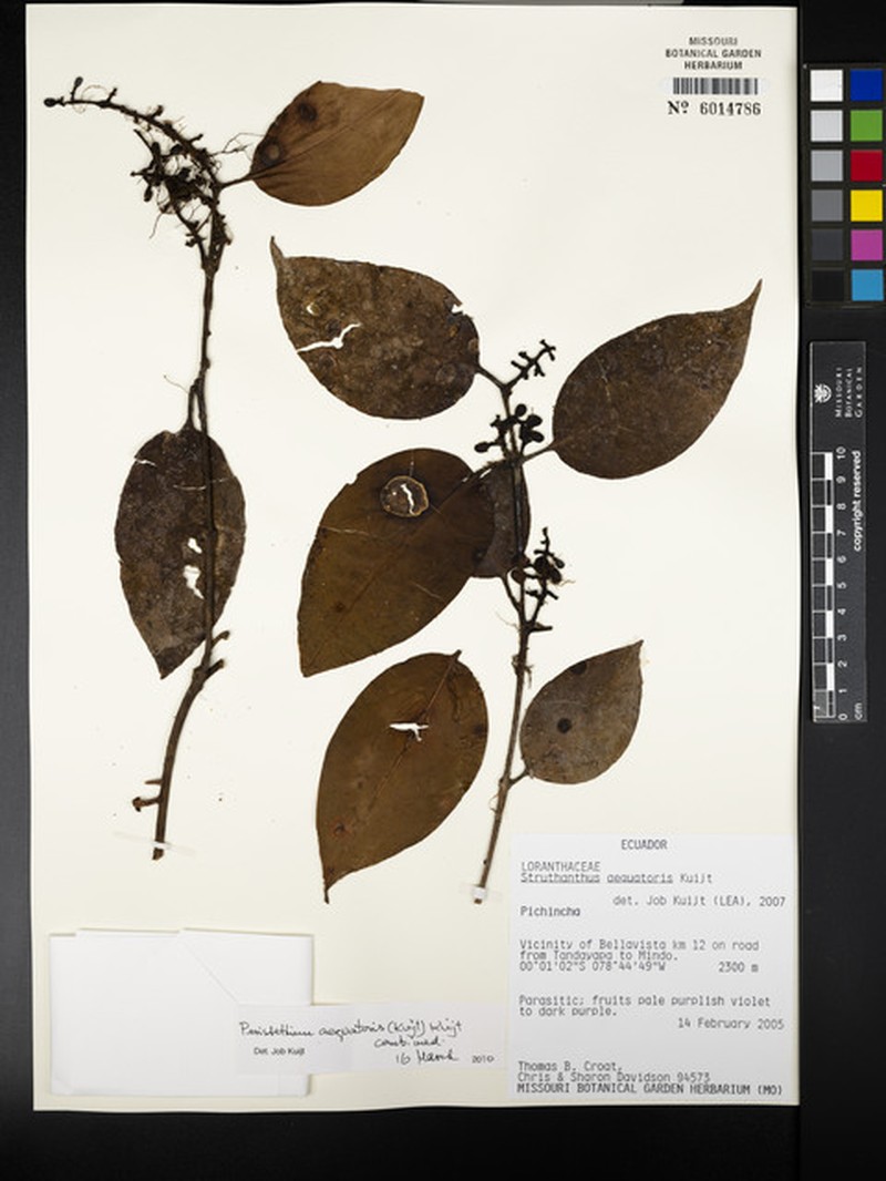 Peristethium aequatoris photo 4