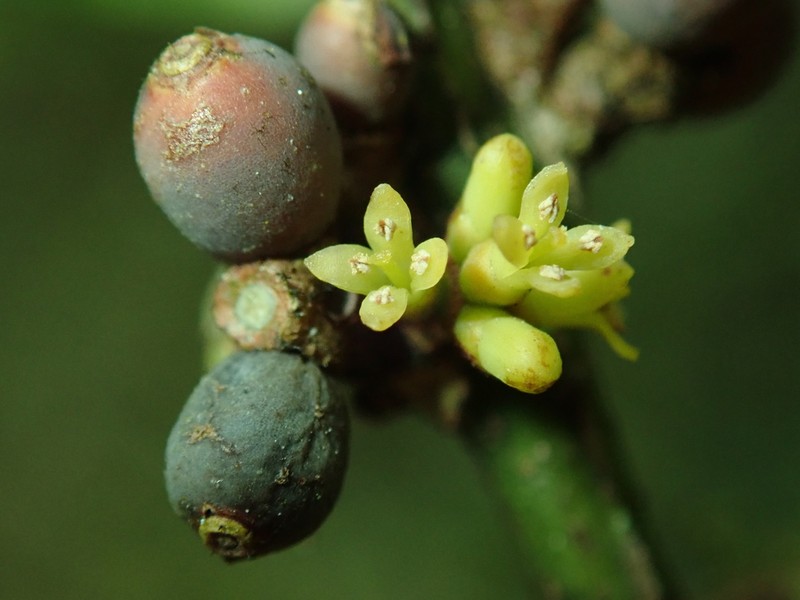 Peristethium archeri