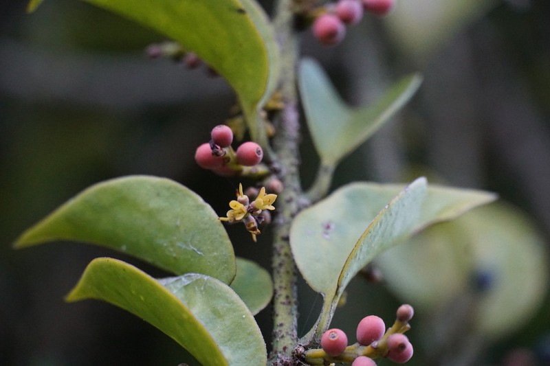 Peristethium archeri photo 6