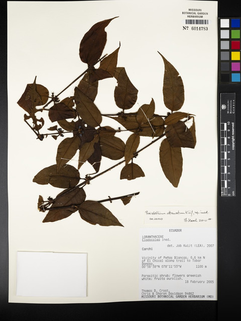 Peristethium attenuatum
