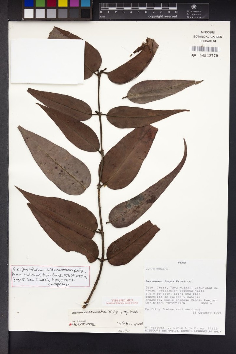 Peristethium attenuatum photo 2