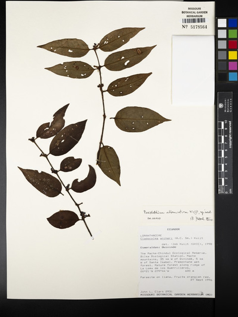 Peristethium attenuatum photo 3