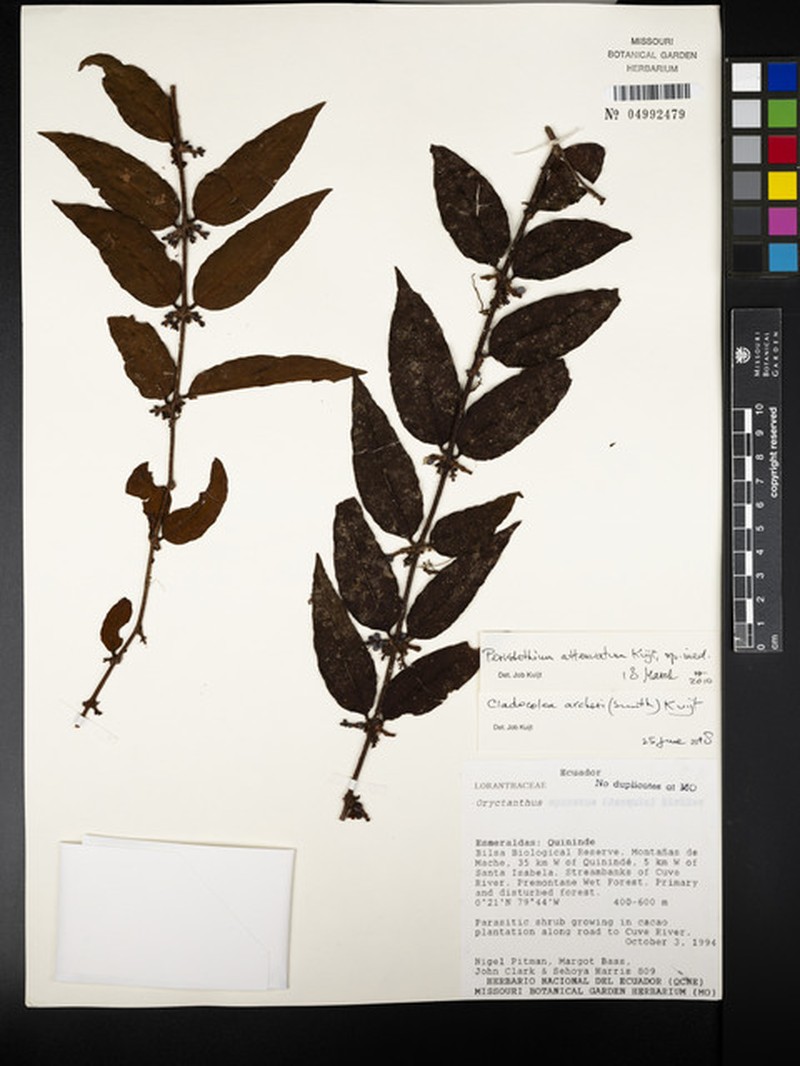 Peristethium attenuatum photo 4