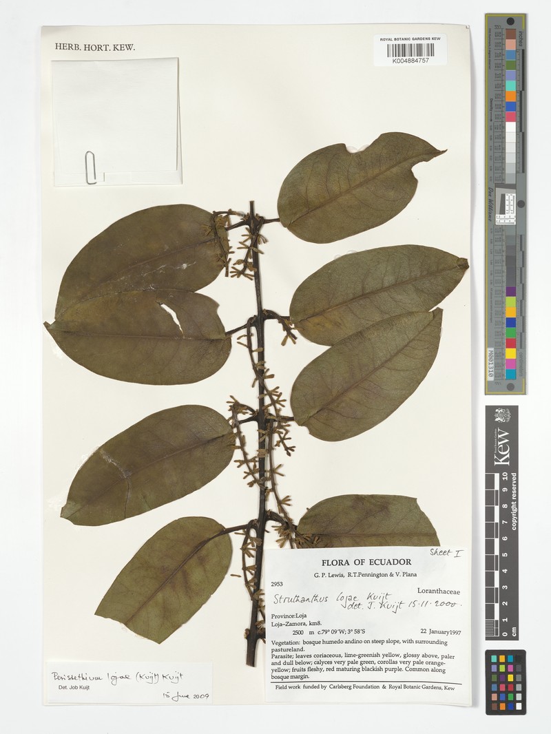 Peristethium lojae