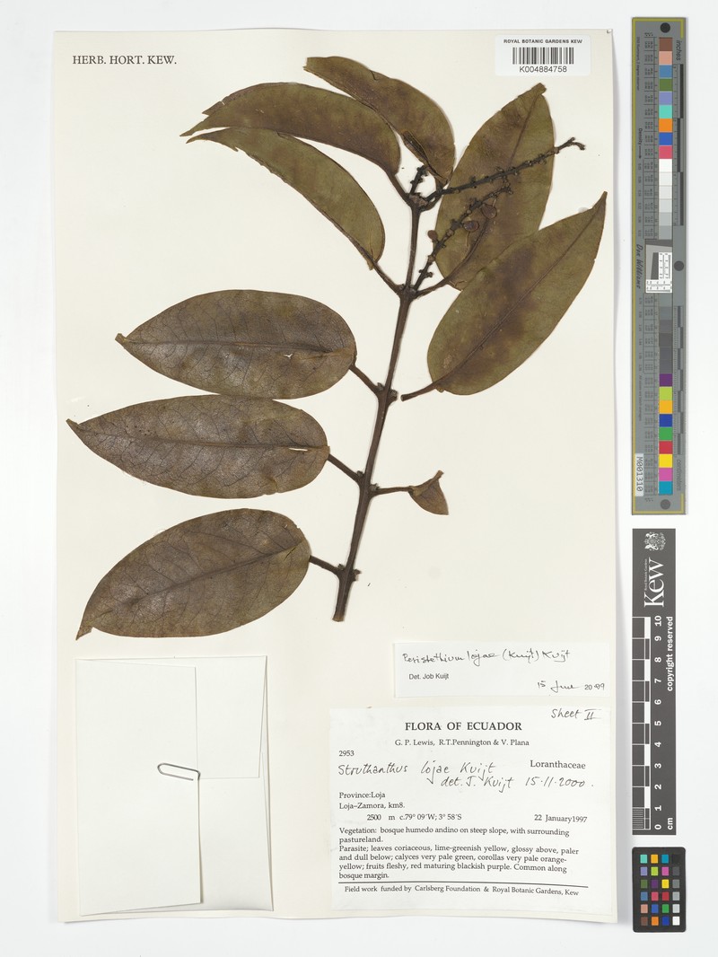 Peristethium lojae photo 2