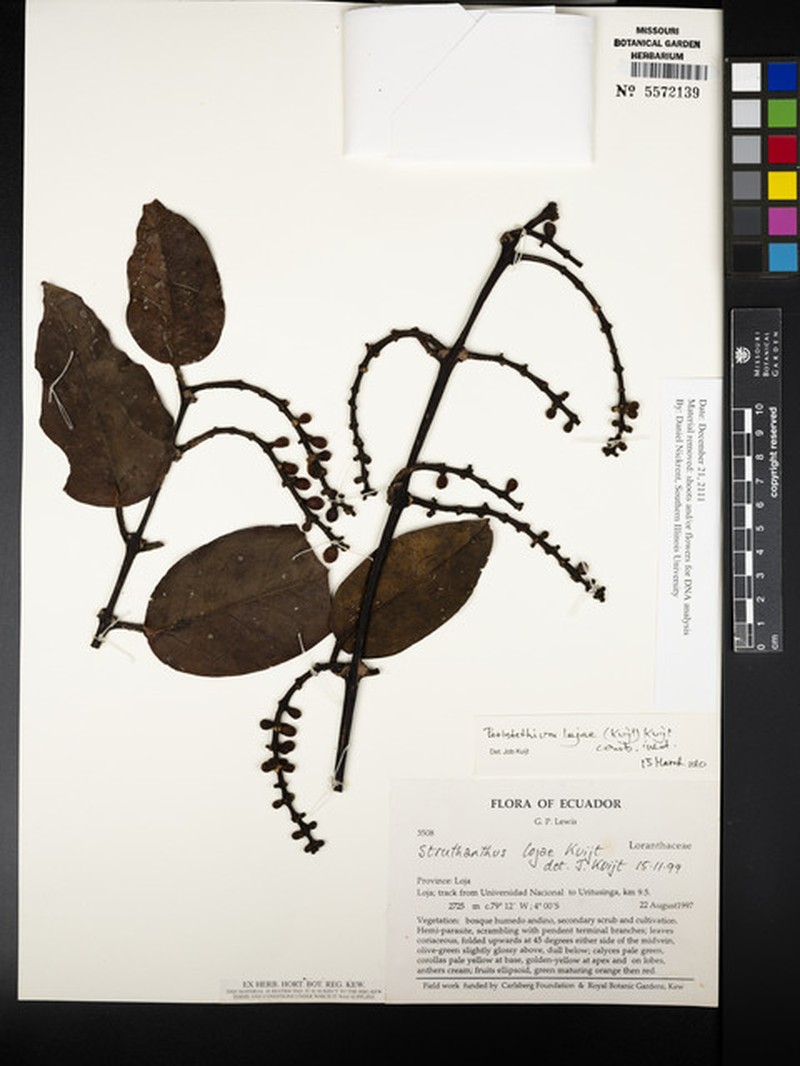 Peristethium lojae photo 3