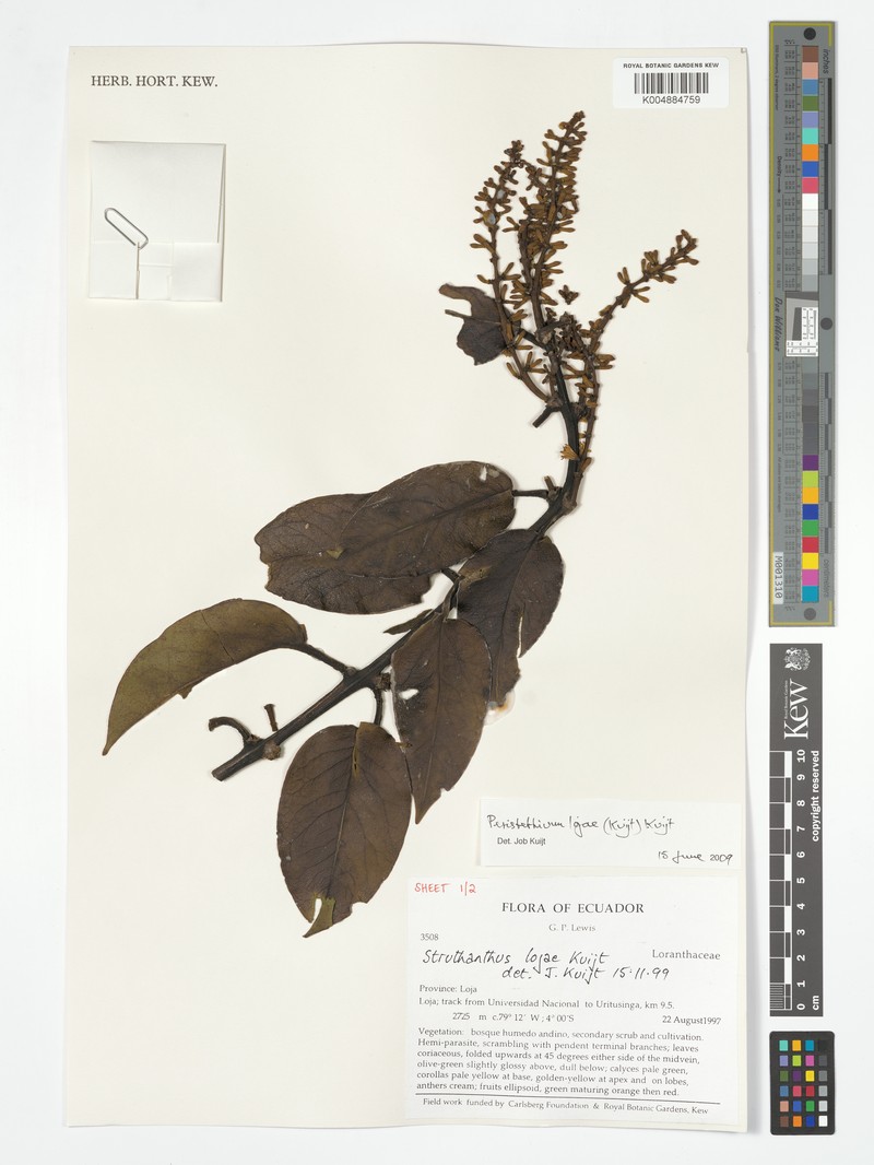 Peristethium lojae photo 4