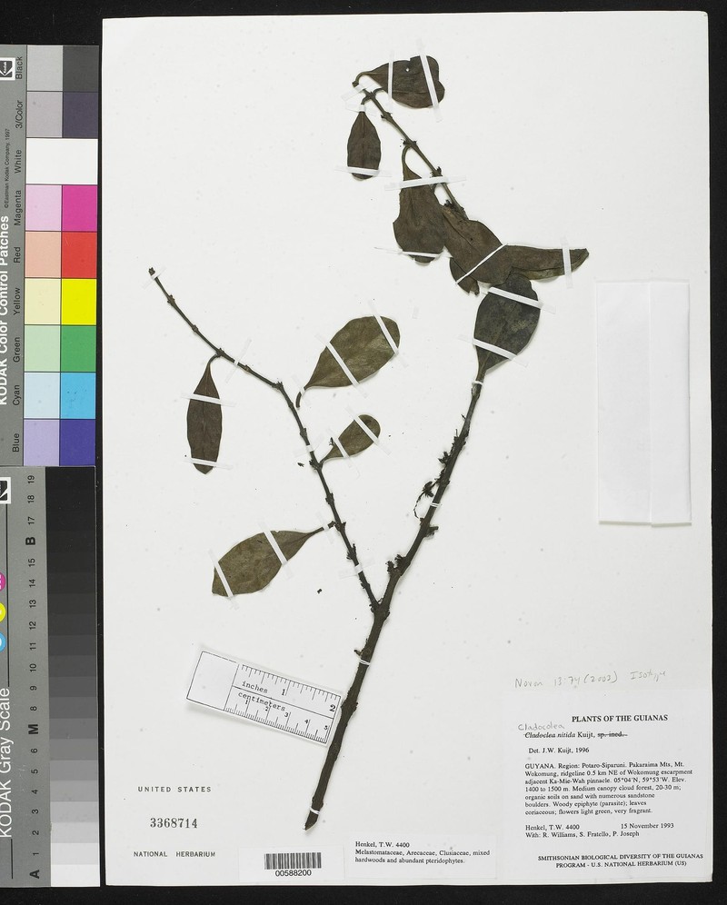 Peristethium nitidum