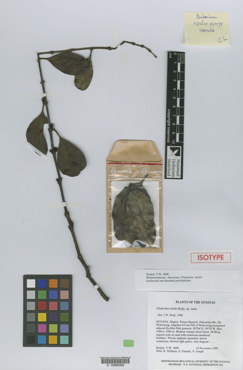 Peristethium nitidum photo 2