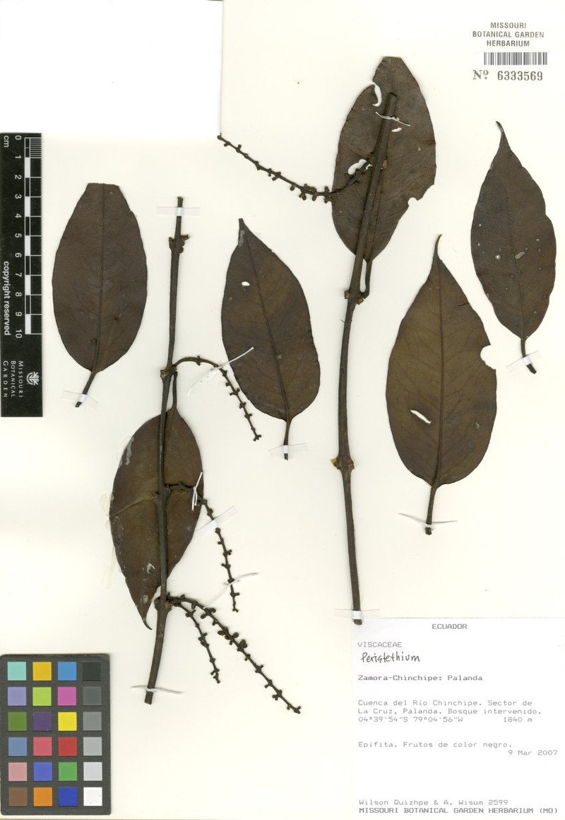 Peristethium palandense