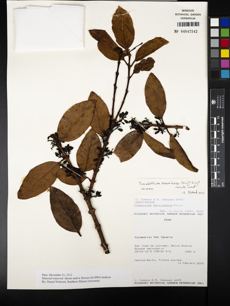 Peristethium peruviense