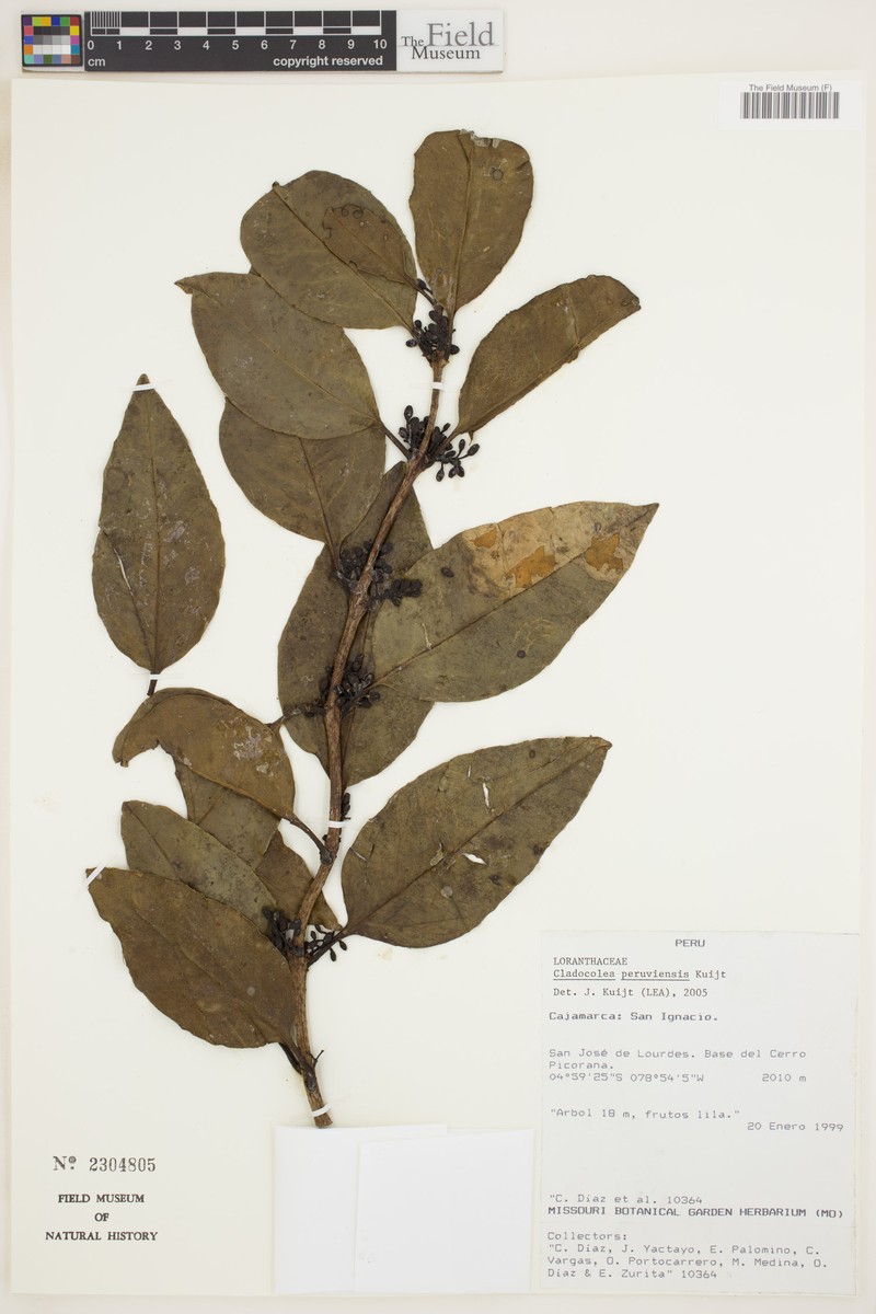 Peristethium peruviense photo 3