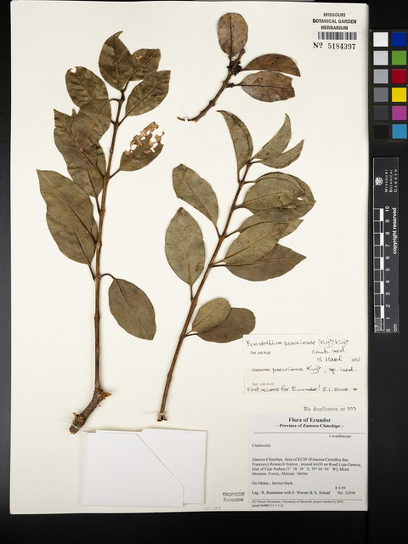 Peristethium peruviense photo 4