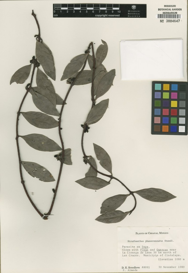 Peristethium phaneroneurum