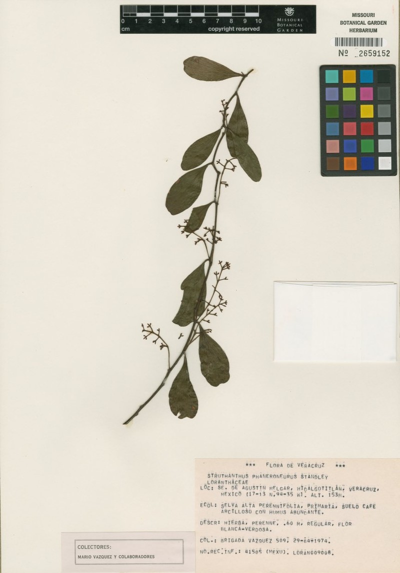 Peristethium phaneroneurum photo 2