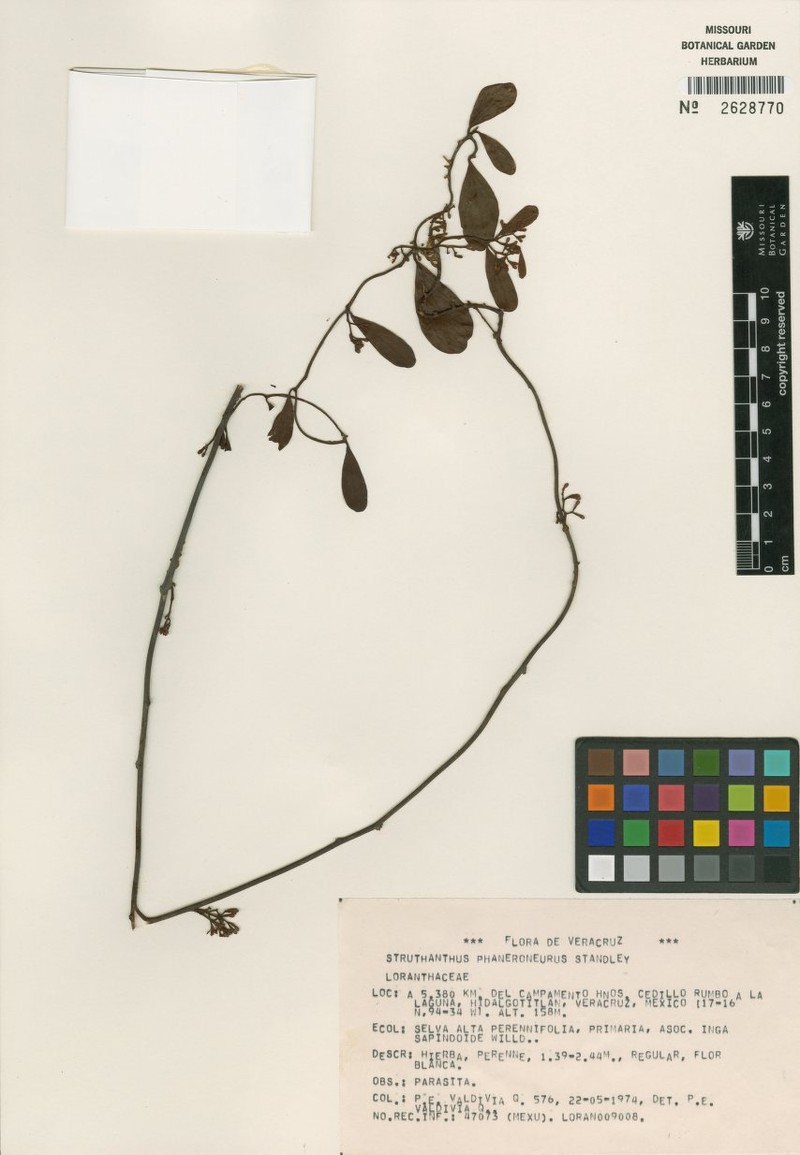 Peristethium phaneroneurum photo 3