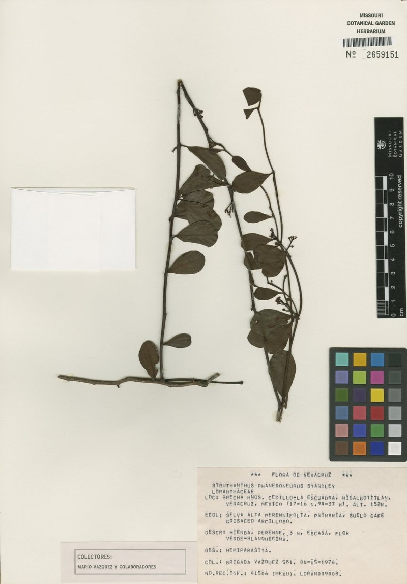 Peristethium phaneroneurum photo 4