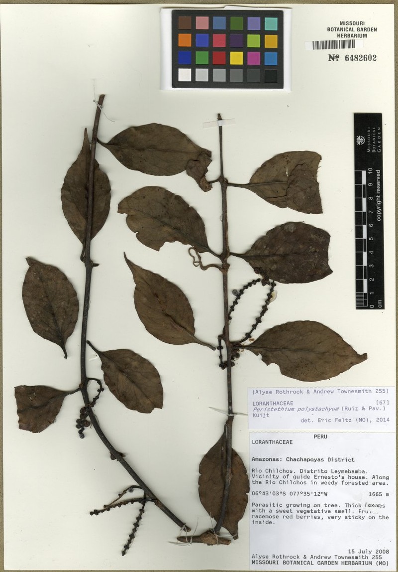 Peristethium polystachyum