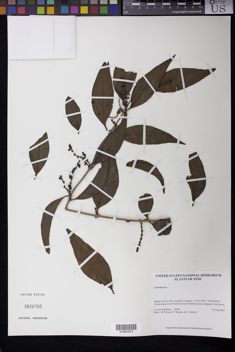 Peristethium polystachyum photo 2