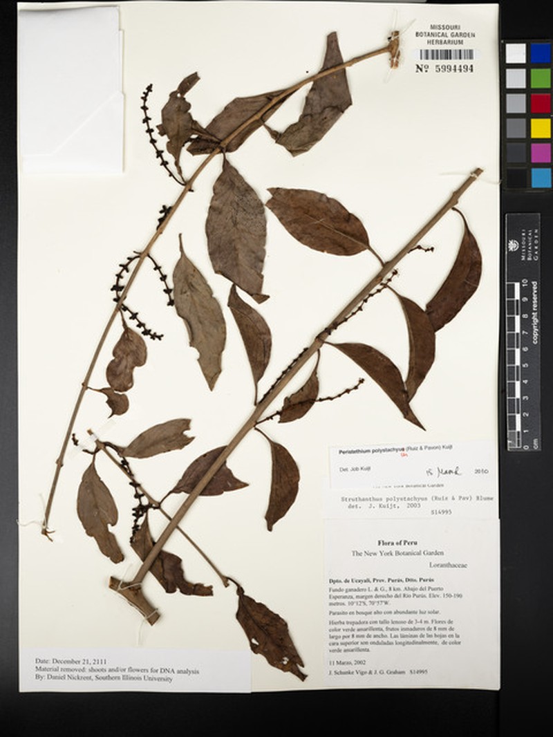 Peristethium polystachyum photo 3
