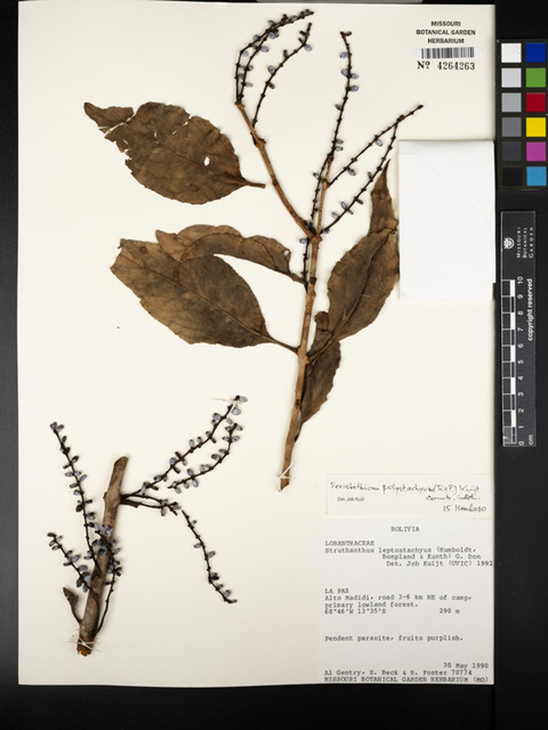 Peristethium polystachyum photo 4
