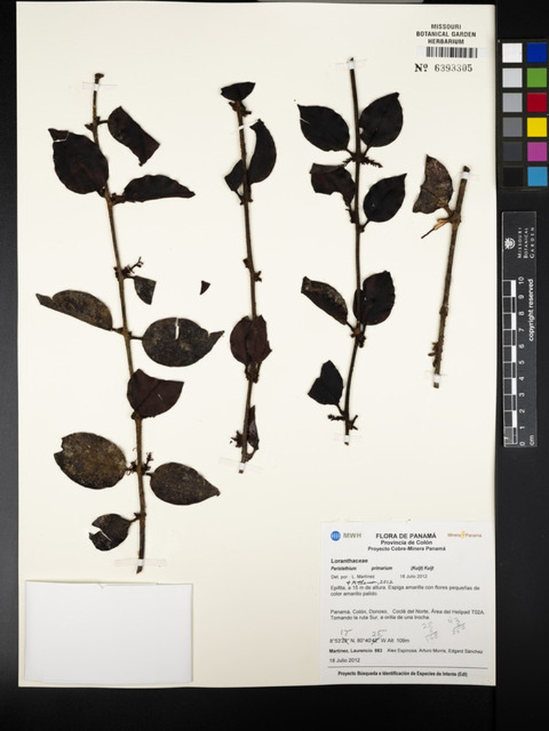 Peristethium primarium
