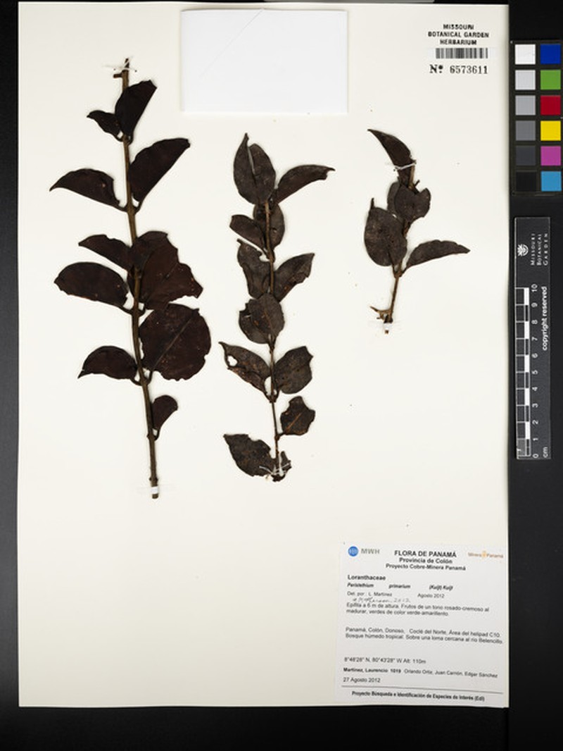 Peristethium primarium photo 2