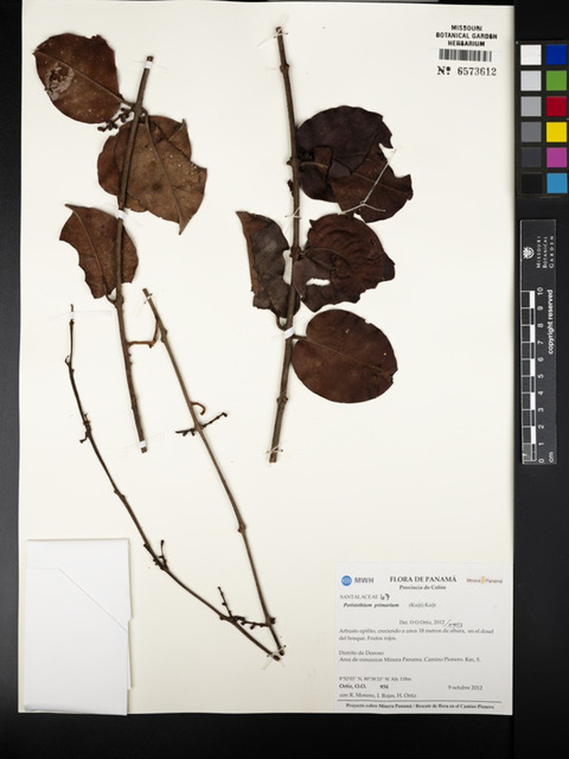 Peristethium primarium photo 3