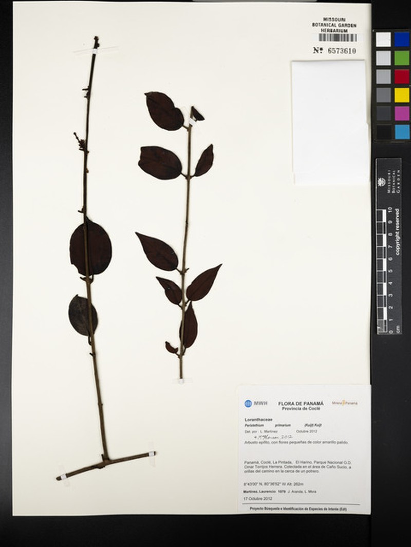 Peristethium primarium photo 4
