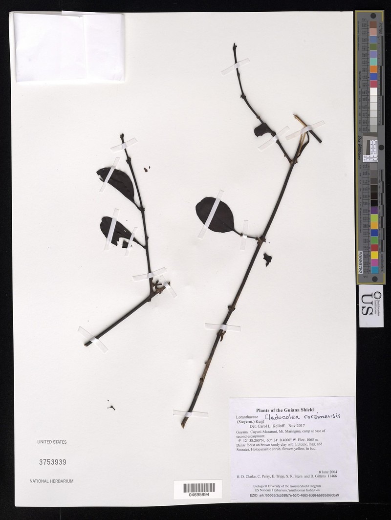 Peristethium roraimense