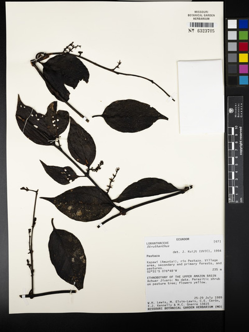 Peristethium tortistylum