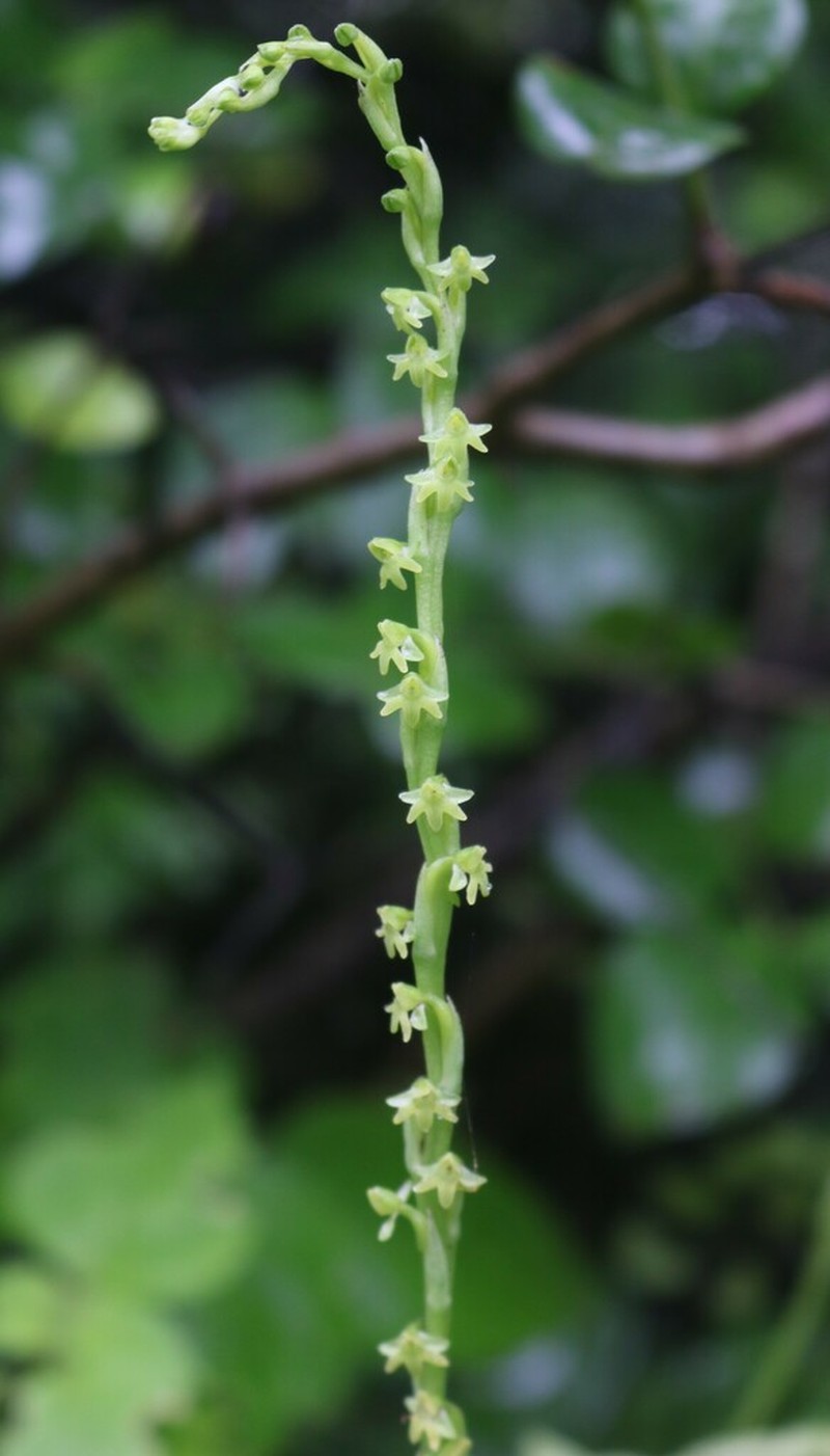 Peristylus caranjensis