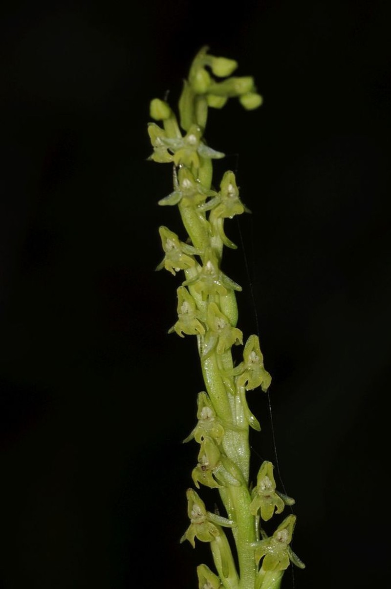 Peristylus caranjensis photo 3