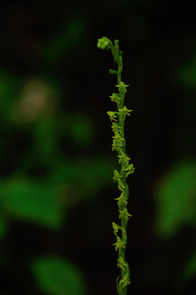 Peristylus caranjensis photo 4