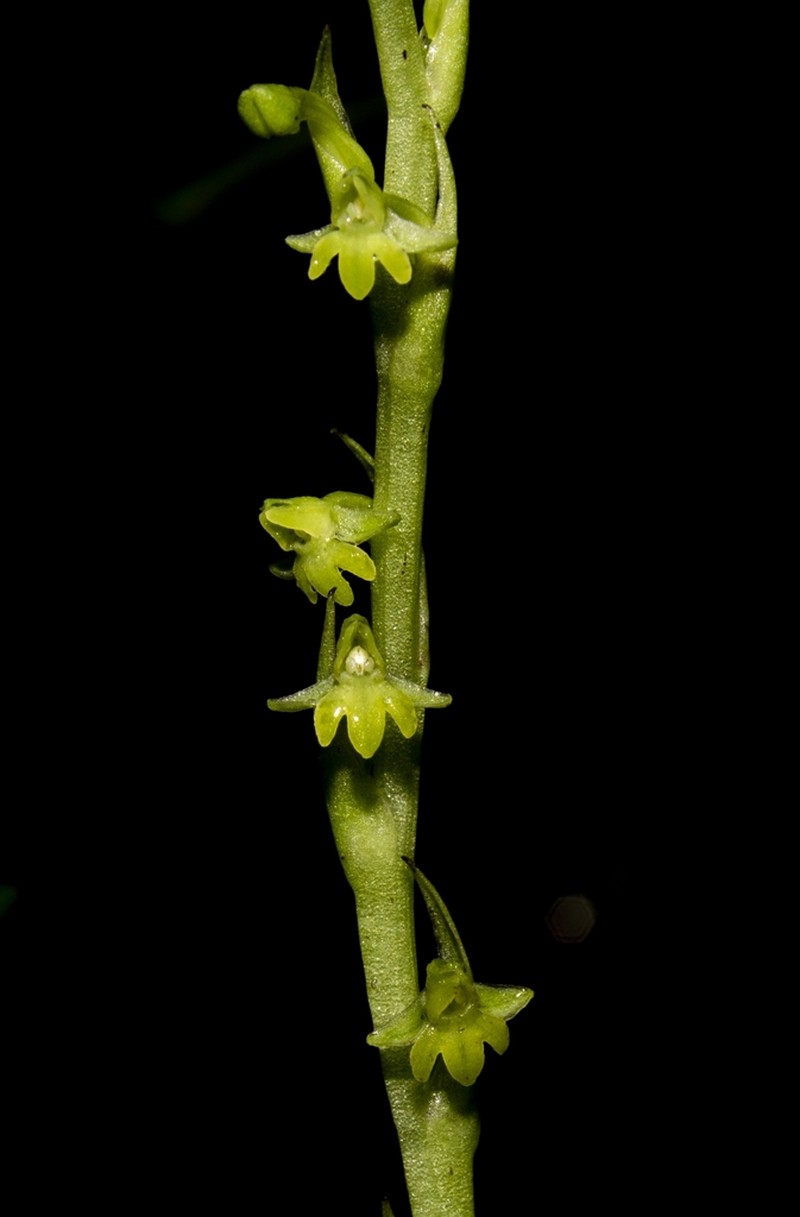 Peristylus caranjensis photo 5