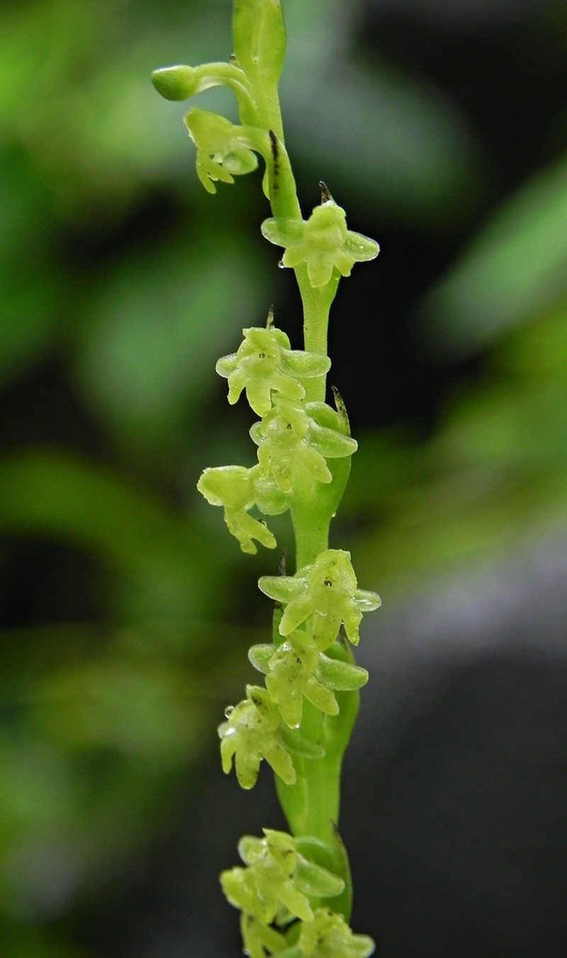Peristylus caranjensis photo 6