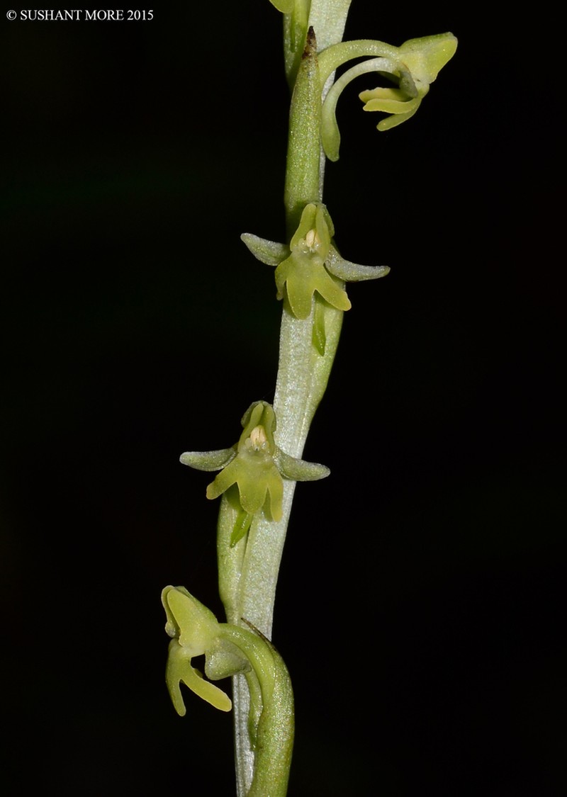 Peristylus caranjensis photo 8