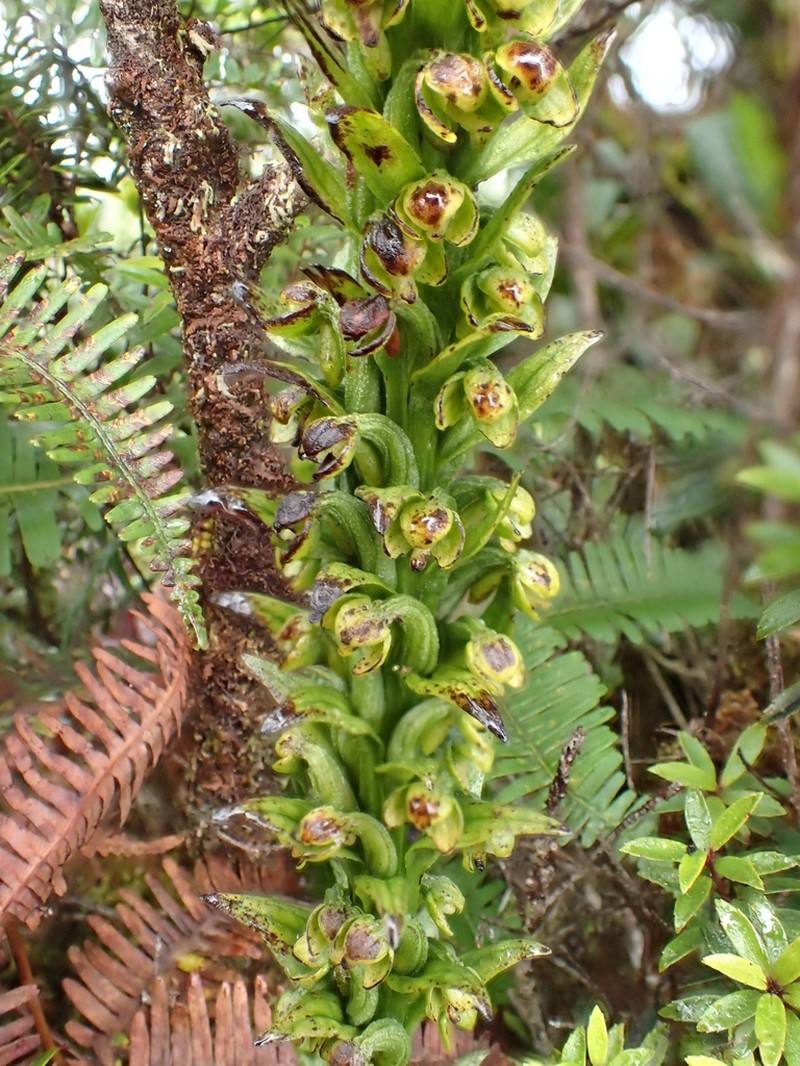 Hawai'I Bog Orchid