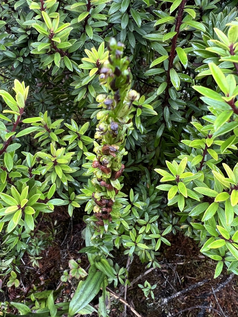 Hawai'I Bog Orchid photo 3