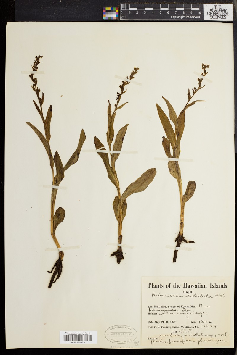 Hawai'I Bog Orchid photo 4