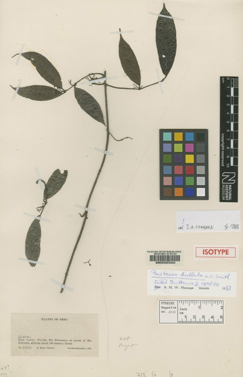 Peritassa bullata