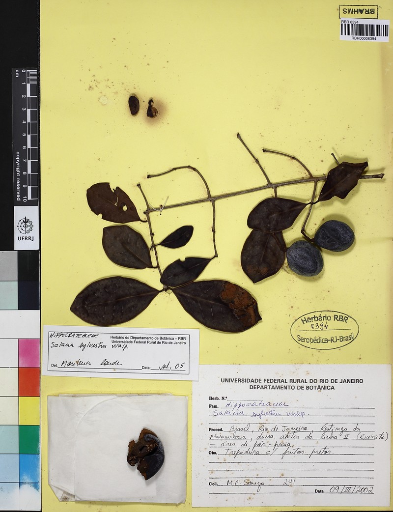 Peritassa calypsoides