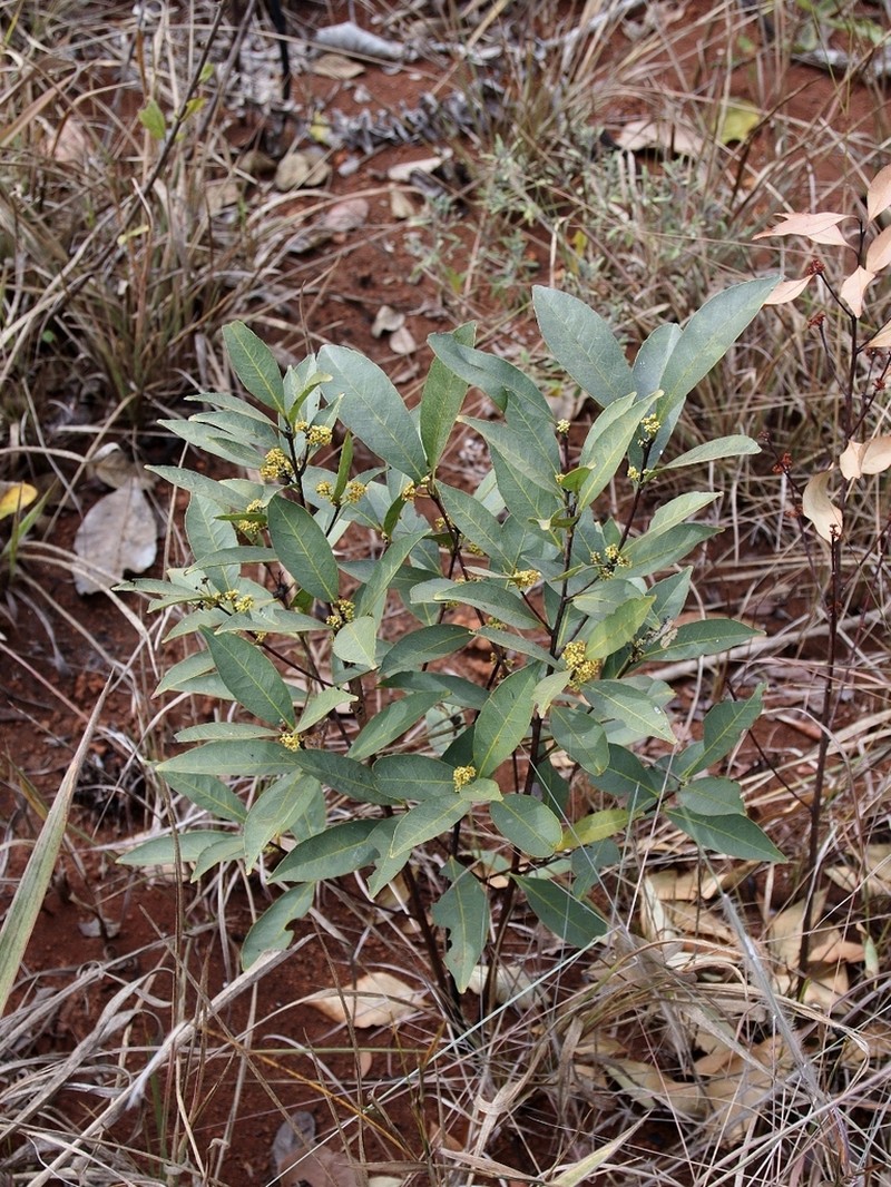 Peritassa campestris photo 2