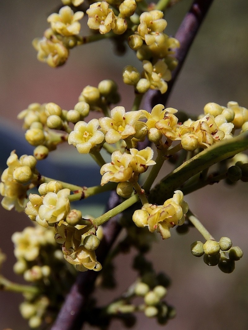 Peritassa campestris photo 3