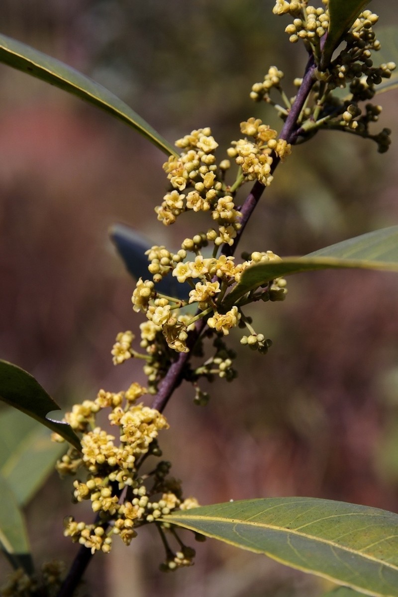 Peritassa campestris photo 4