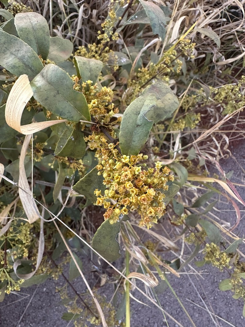 Peritassa campestris photo 6