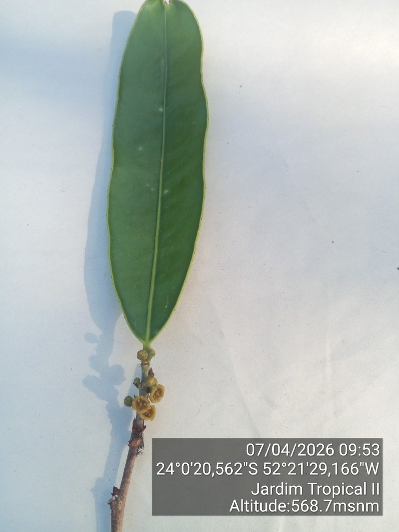 Peritassa campestris photo 8
